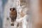 Barn owl, Tyto alba, black dark form in stone wall habitat. Beautiful owl perched on stone in village. Bird in front of nest