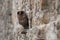 Barn owl, Tyto alba, black dark form in stone wall habitat. Owl perched on the stone in village. Bird in front of nest in fence