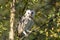 Barn owl Tyto alba on a branch eating a mouse. Noord Brabant in the Netherlands.