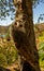 Barn Owl Tyto Alba Coruja-das-torres