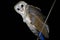Barn Owl, Tyto alba, Egra, Purba Medinipur, West Bengal