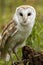 Barn Owl (Tyto alba) - England