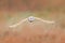 Barn Owl, Tyto alba, flight above the rime white grass in the morning. Wildlife, bird scene from nature. Cold morning sunrise, ani