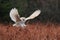 Barn Owl, Tyto alba, flying above red grass in rain. Owl landing with open spread wings. Wildlife scene from nature. Cold morning