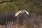 Barn Owl Tyto alba flying, in flight, hunting or quartering