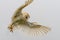 Barn Owl Tyto Alba flying portrait against white background