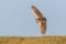 Barn Owl - Tyto alba hunting for prey.