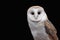Barn Owl Tyto alba isolated on black background. Owl with a heart-shaped face. Copy space