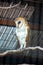 Barn Owl (Tyto alba) in Killarney National Park, Kerry