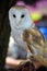 The barn owl Tyto alba is the most widely distributed species of owl