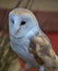 The barn owl Tyto alba is the most widely distributed species of owl