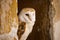 Barn owl, Tyto alba, peeks out from window in old peeling brick wall. Owl with heart-shaped face. Beautiful bird in habitat.