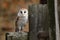 Barn owl Tyto alba perched on old wooden rural fence in front of ramshackle country cottage. Bird with heart-shaped face.