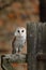 Barn owl Tyto alba perched on old wooden rural fence in front of ramshackle country cottage. Bird with heart-shaped face.