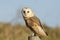 A Barn Owl (Tyto alba) perched on a post.