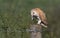 A Barn Owl (Tyto alba) perched on a post eating a Water Shrew (Neomys fodiens) .