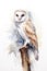 Barn owl, Tyto alba, perched on a tree stump. Digital watercolour painting on white