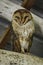 A Barn Owl Tyto alba perches on a wooden beam in a barn in the Galapagos Islands, Ecuador