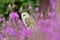 Barn owl Tyto alba with pink flowers