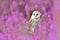 Barn owl Tyto alba with pink flowers