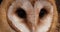 Barn Owl, tyto alba, Portrait of Adult Looking around, Normandy in France,