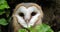 Barn owl, tyto alba, portrait of immature looking around, Normandy in France, slow motion