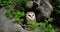 Barn owl, tyto alba, portrait of immature looking around, Normandy in France, Slow motion