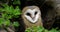 Barn owl, tyto alba, portrait of immature looking around, Normandy in France, Slow motion