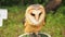 Barn owl Tyto alba sits quietly and calmy