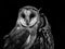 Barn Owl Tyto alba and Striped Owl Pseudoscops clamator in a