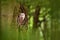 Barn owl Tyto alba in the tree cavity