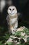 Barn owl watching from leafy forest