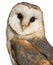 barn owl white background pictures