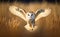 A barn owl with wings wide open in blurred yellow grass background to hunt, front view, generative AI