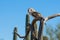 Barn owl on wooden branch