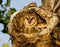 Barn Owlets peering out of their cottonwood nest