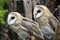Barn owls