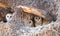 Barn Owls In Nest