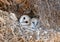 Barn Owls In Nest