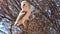 Barn owls on a tree