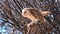 Barn owls on a tree