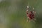 Barn spider with blur green gradient background, macro shot