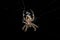 Barn spider at night