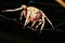 Barn spider on spider web