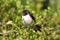 Barn Swallow