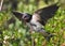 Barn Swallow