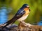 Barn swallow