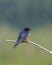 Barn swallow