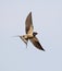 Barn Swallow