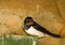 Barn Swallow